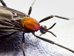 Plecia ruficollis