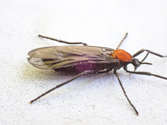 Plecia ruficollis