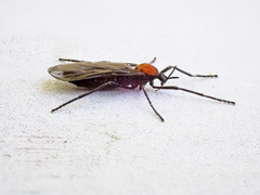Plecia ruficollis