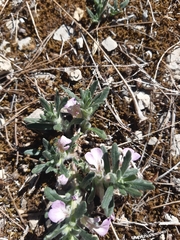 Ajuga iva