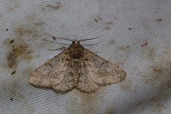 Hypomecis punctinalis