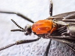 Plecia ruficollis