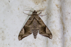 Acosmeryx naga