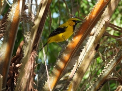 Icterus nigrogularis