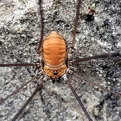 Leiobunum limbatum