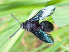 Scoliinae
