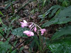 Calanthe masuca