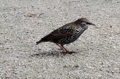Sturnus vulgaris