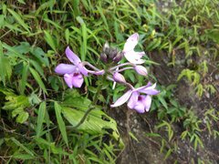 Calanthe masuca