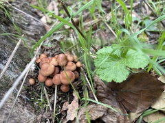 Kuehneromyces mutabilis