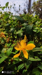 Hypericum monogynum