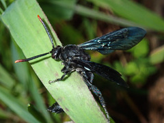 Scoliinae