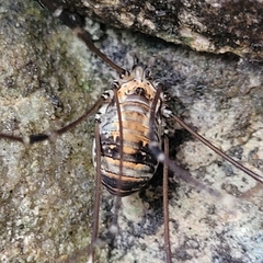 Leiobunum limbatum