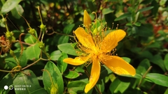 Hypericum monogynum