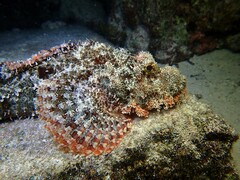 Scorpaenopsis oxycephalus