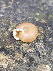 Causa holosericea