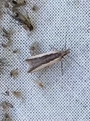 Dichomeris serrativittella