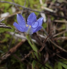 Aristea pusilla