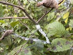 Prociphilus tessellatus