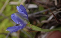 Aristea pusilla