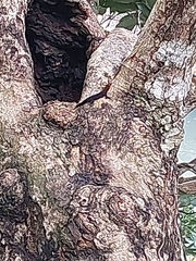 Gonatodes albogularis