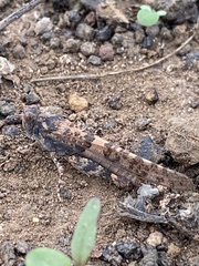 Sphingonotus rubescens