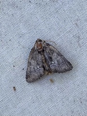 Chytonix palliatricula
