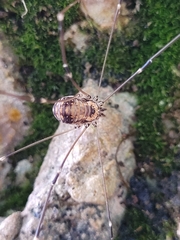 Leiobunum limbatum