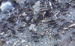 Eciton burchellii parvispinum