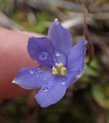 Aristea pusilla
