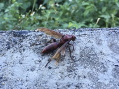 Polistes gigas