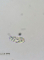 Hypotrichia