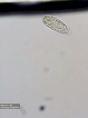 Hypotrichia