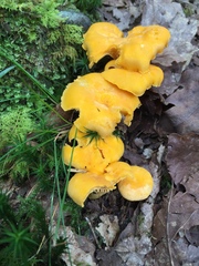 Cantharellus cibarius