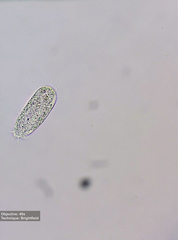 Hypotrichia