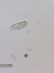 Hypotrichia
