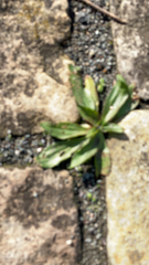 Plantago lanceolata