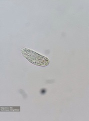 Hypotrichia