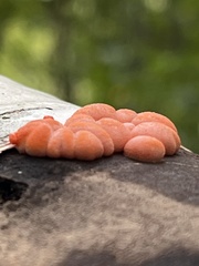 Tubifera ferruginosa