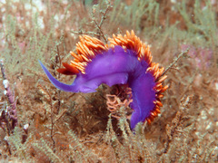 Flabellinopsis iodinea