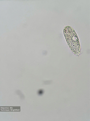 Hypotrichia