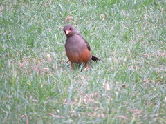 Turdus abyssinicus
