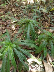 Selaginella willdenowii