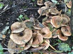 Paxillus