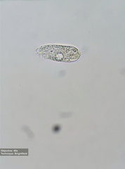 Hypotrichia
