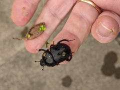 Geotrupidae