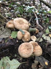 Paxillus