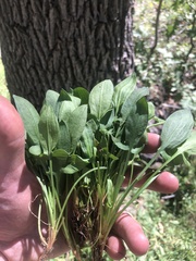 Rumex paucifolius