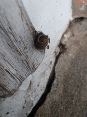 Tetragonisca angustula