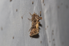 Ctenoplusia limbirena